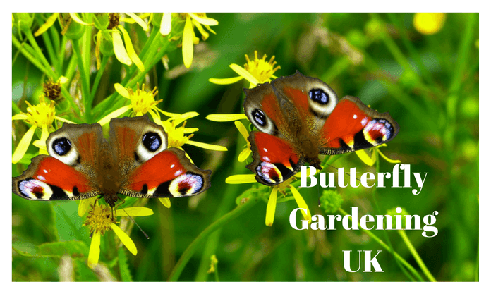 Plants to attract butterflies