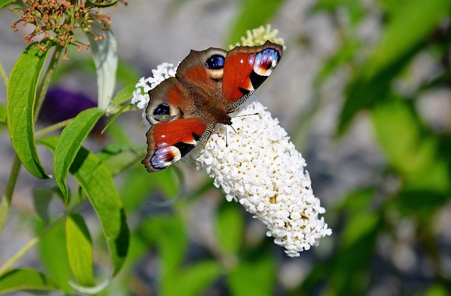 Most popular UK butterfly