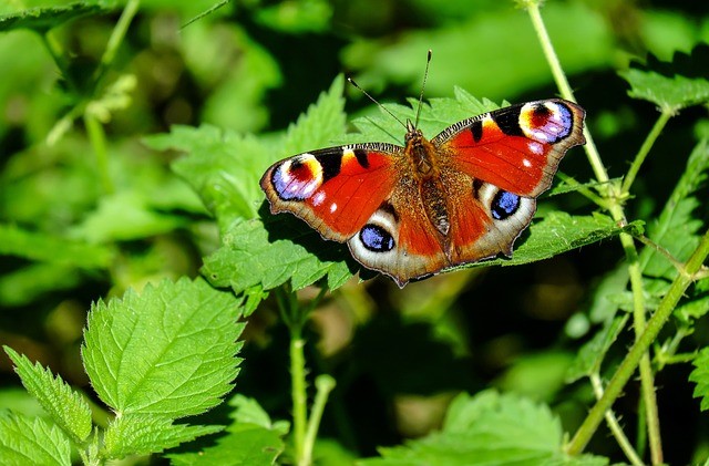 popular UK butterfly