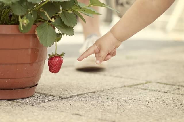 grow strawberries in containers