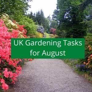 gardening jobs to do in august