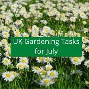 gardening jobs to do in july