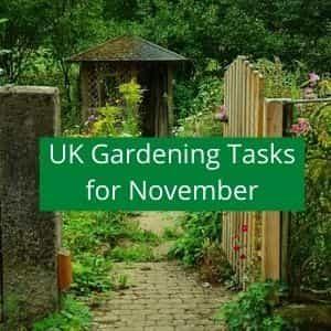 gardening jobs to do in November