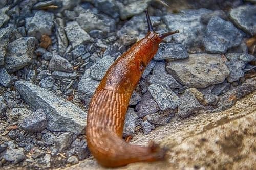 a slug