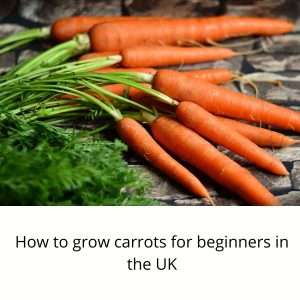 growing carrots for beginners