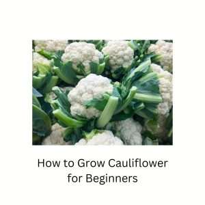 cauliflower plants with 3 florets