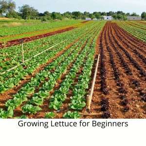 growing lettuce for beginners in the UK